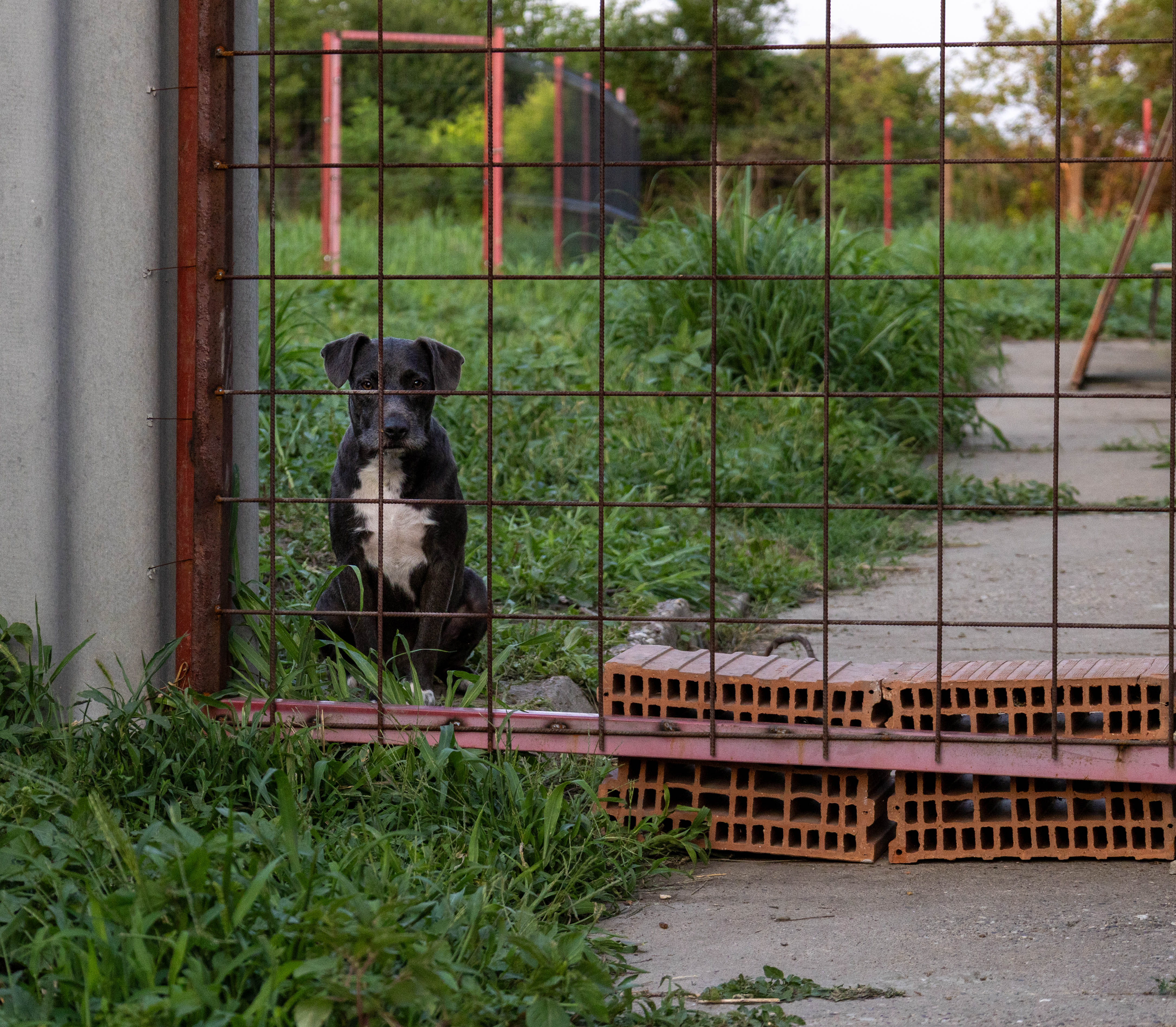Strays in need Serbia Team