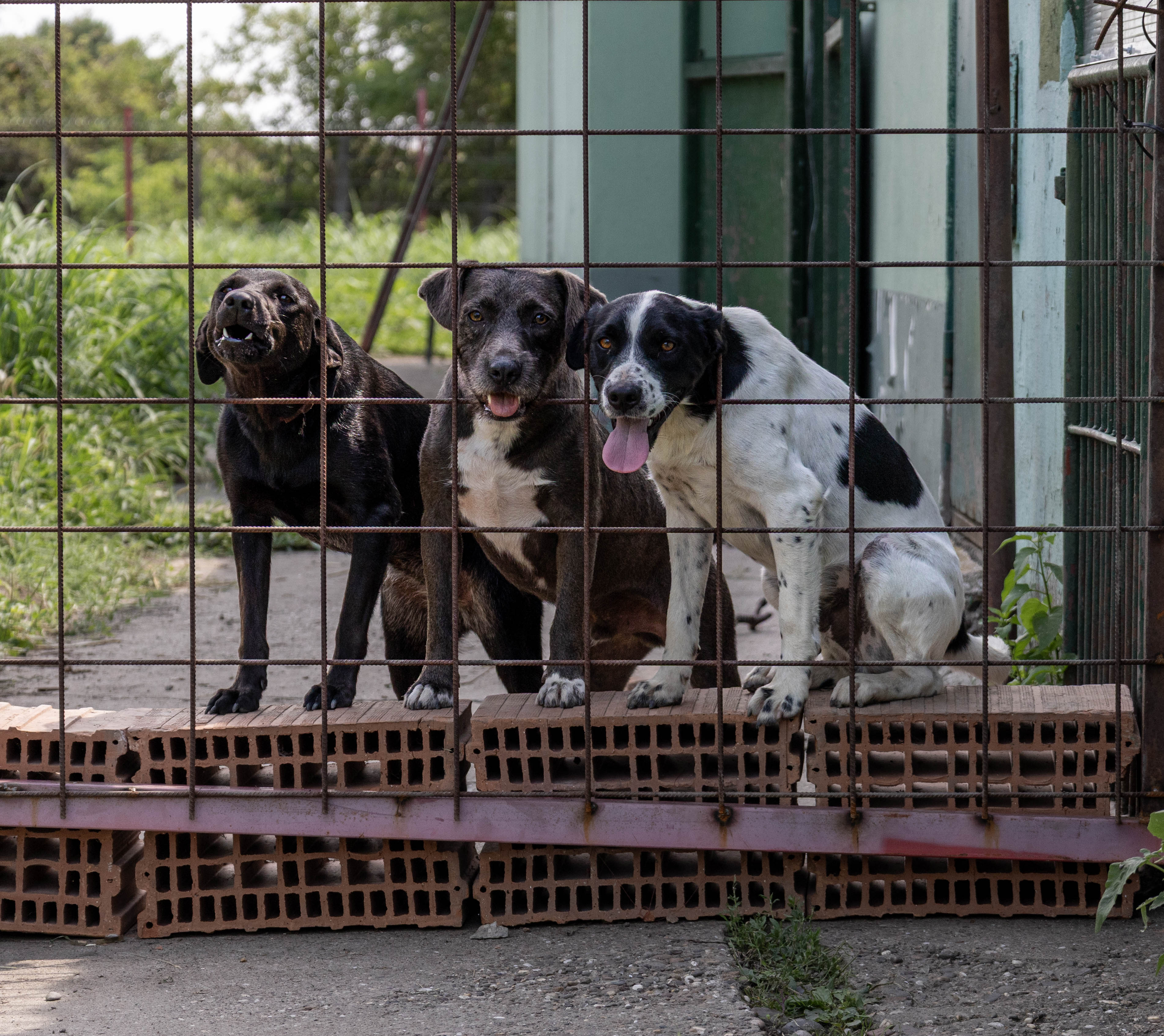 Strays in need Serbia Team