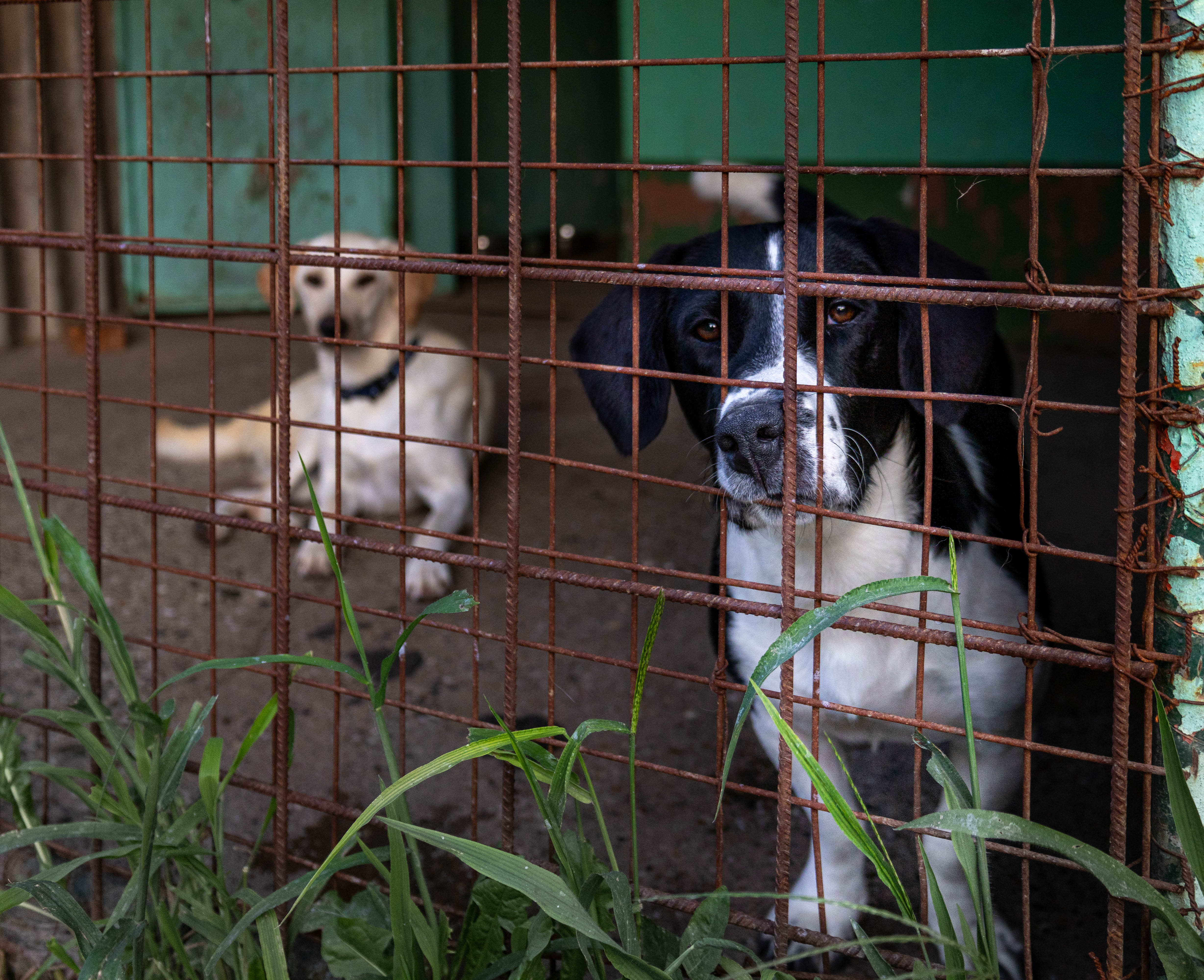 Strays in need Serbia Team